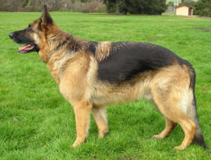 Dog Buster German Shepherd – reunited with his delighted owner.