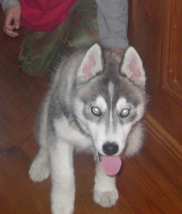 Siberian husky Alex. We will always be forever grateful to the pet detective.