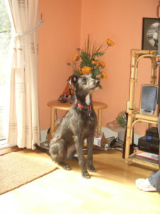 Mollie deerhound cross puppy. Robert and his staff worked tirelessly to find Mollie.